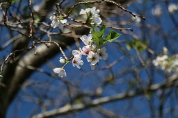 桜 桜