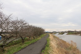 田川さくら堤 03.22 (2) 田川さくら堤 03.22 (2)