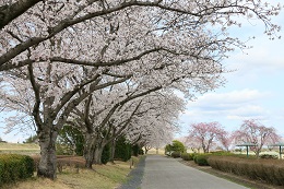 桃畑緑地公園 03.29 (2) 桃畑緑地公園 03.29 (2)