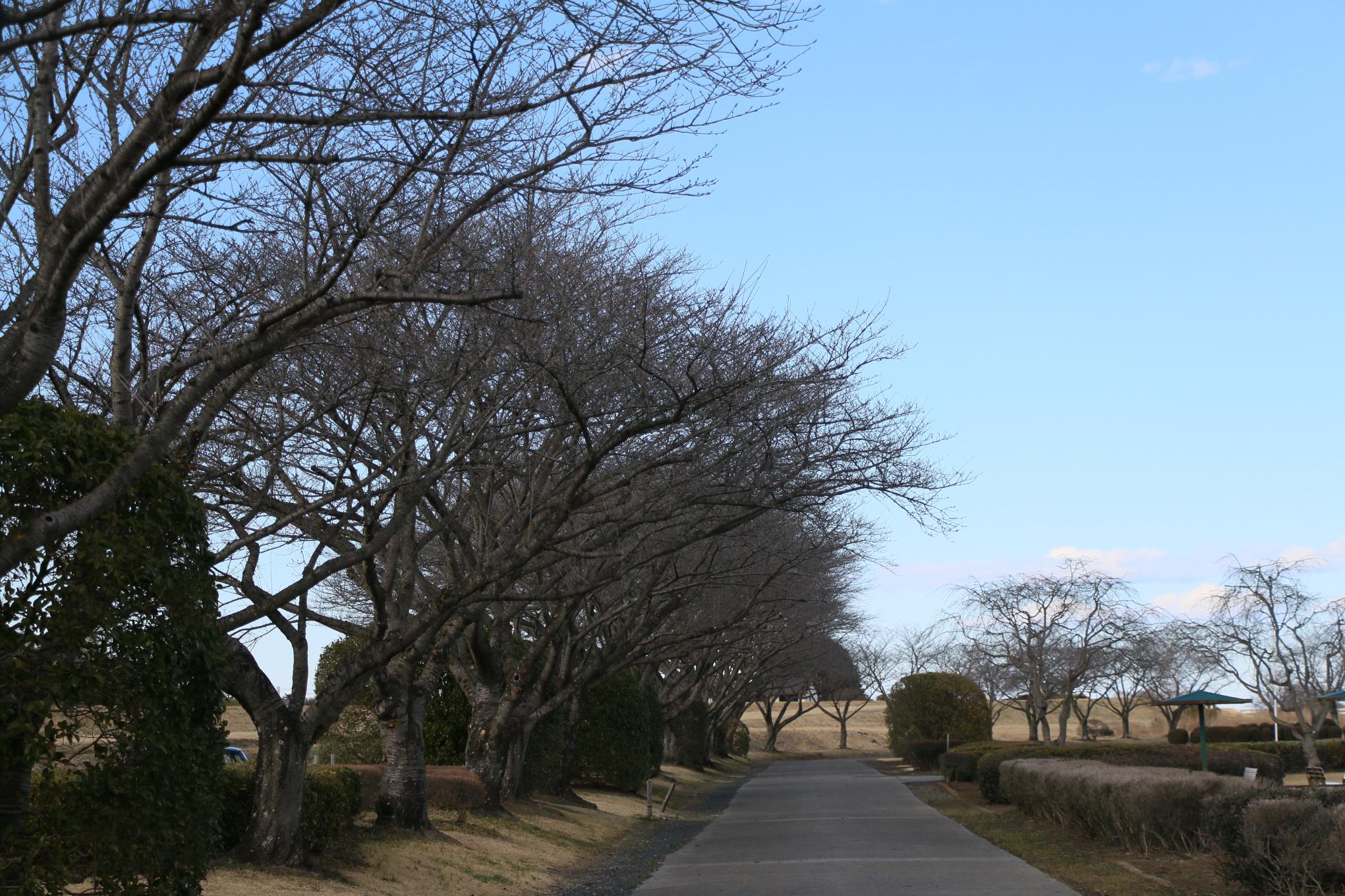 桃畑緑地公園 桃畑緑地公園
