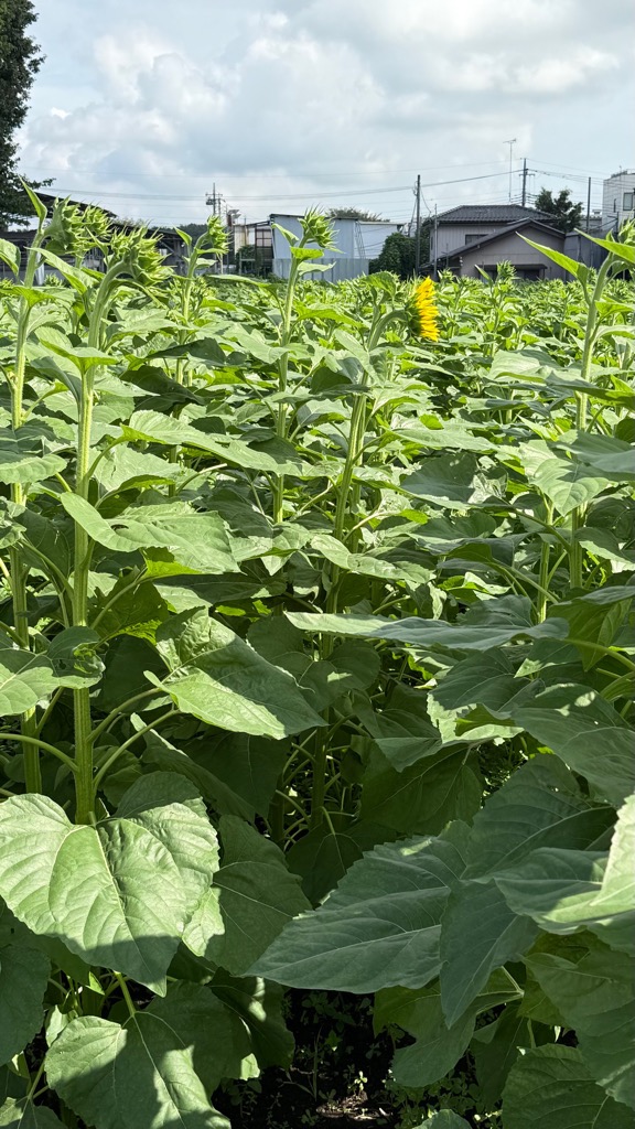 photo_20260818-090042_2